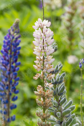 wild lupine in the mountain