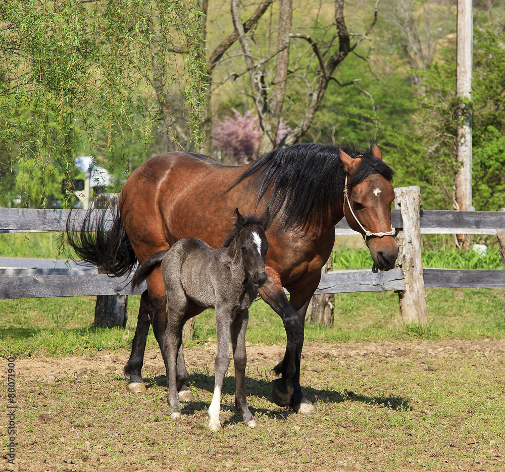 Mare Horse and Her Colt Paso Fino Mare Horse and Her Colt Paso Fino