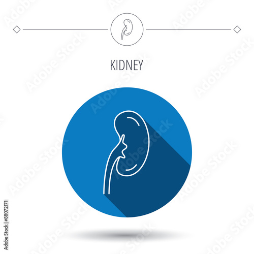 Kidney icon. Transplantation organ sign.