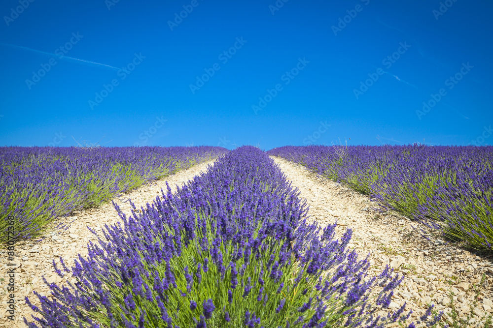 Naklejka premium Fields of Lavender in Provence, France 