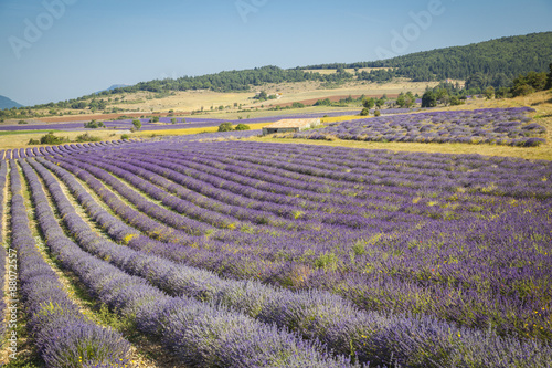 Fields of Lavender in Provence, France 