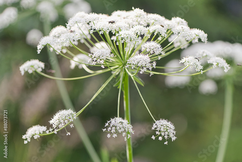 Close up of a Cow parsley f...