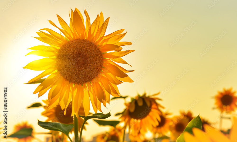 Naklejka premium Sunny sunflower