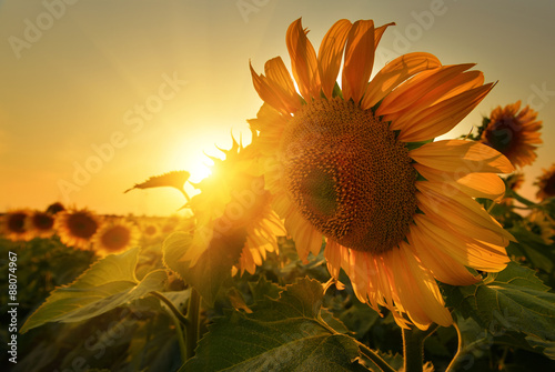Fototapeta Naklejka Na Ścianę i Meble -  Sunny sunflowers