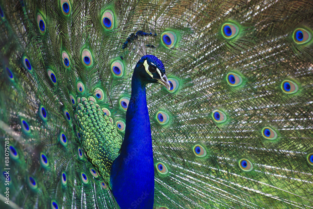 Obraz premium Peacock Closeup with Feathers Open