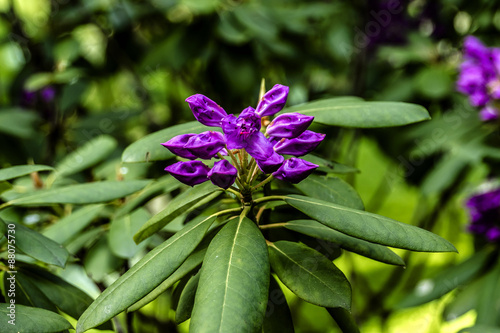 Asia flora in Albert Kahn Park. Boulogne-Billancourt  Paris.