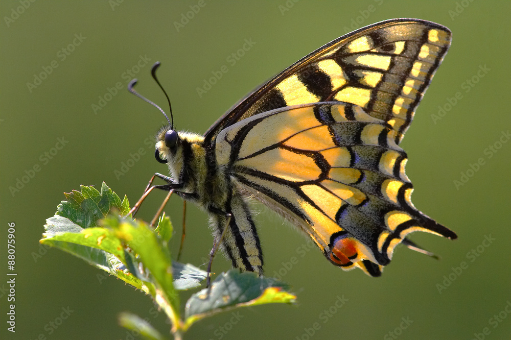 Fototapeta premium Schwalbenschwanz
