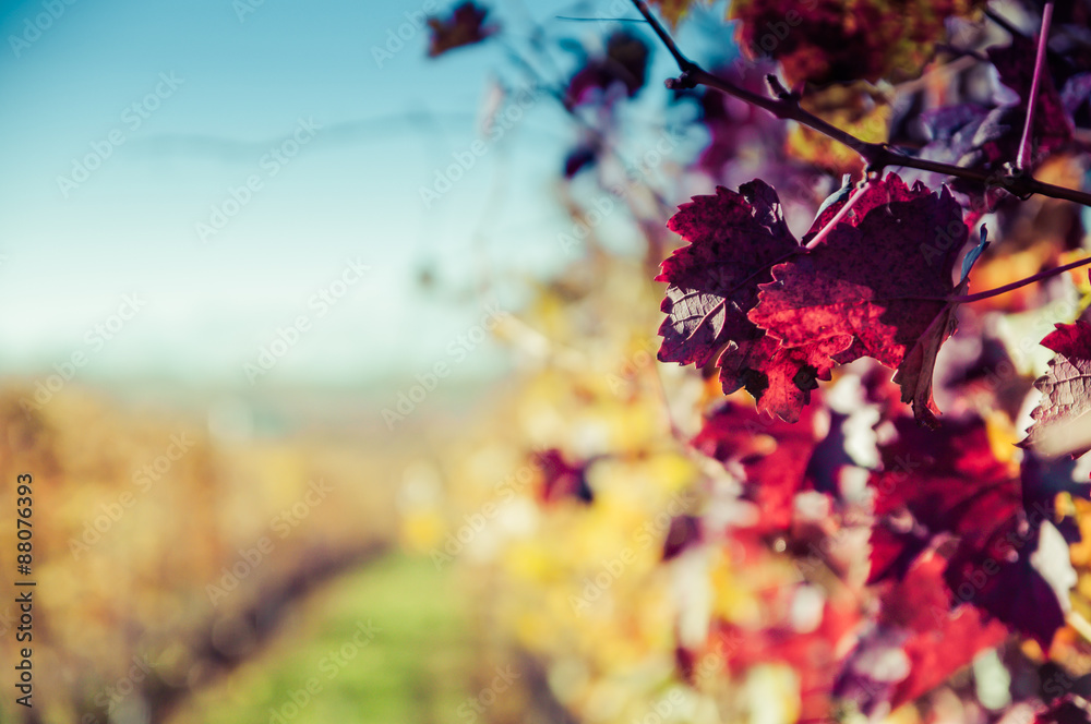Fototapeta Winnice wzgórz Langhe jesienią
