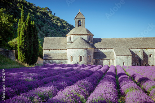 Lavender in front of the old abbey of Senanque in Provence 