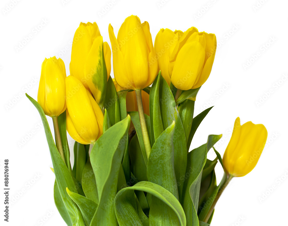 A bouquet of yellow tulips on white background A bouquet of yellow tulips on white background