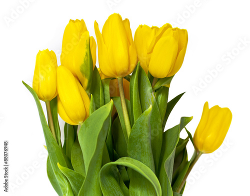 A bouquet of yellow tulips on white background