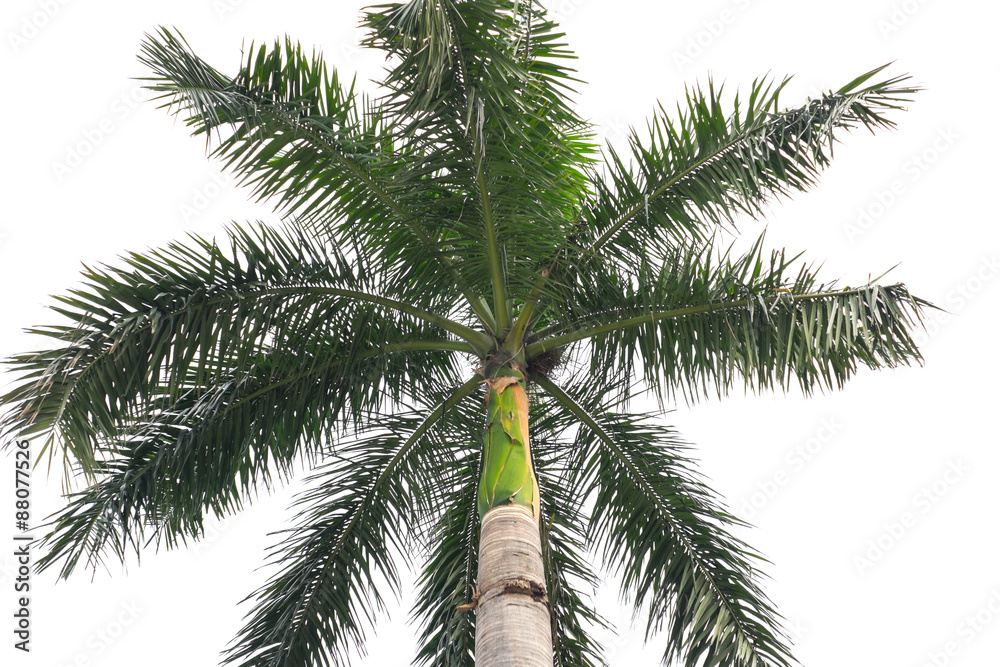 Fototapeta premium Isolated palm tree in white background