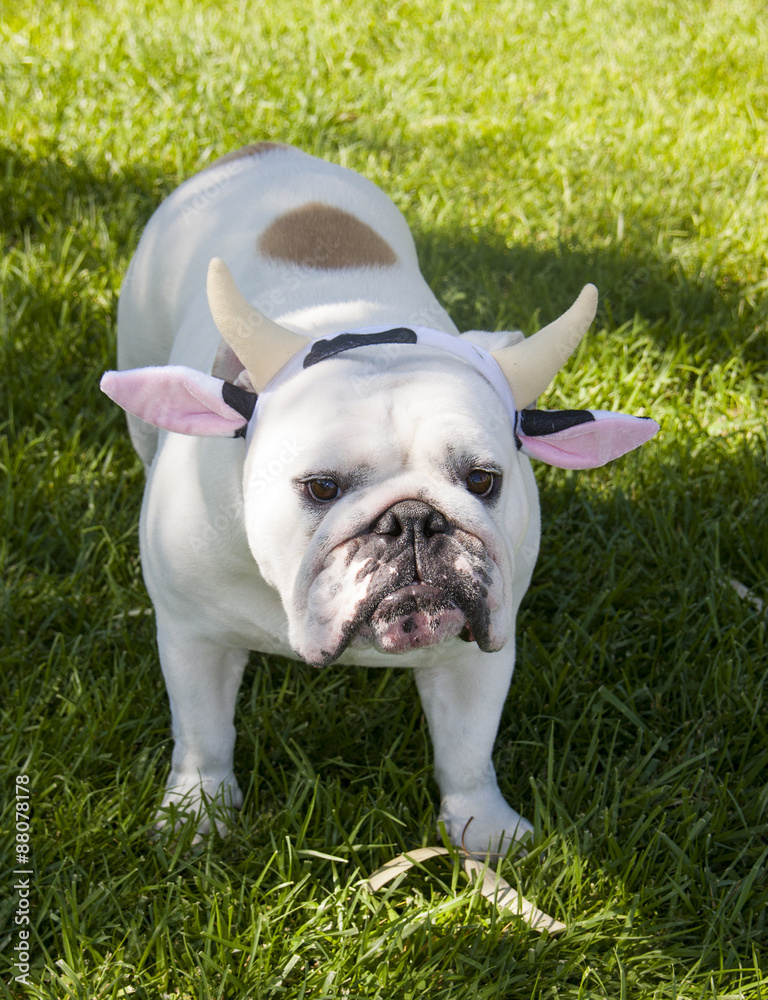White bulldog in the grass dressed up as a cow
