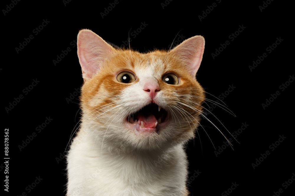 Closeup Surprised Ginger Cat with opened Mouth on Black