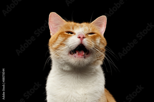 Closeup Meowing Ginger Cat on Black
