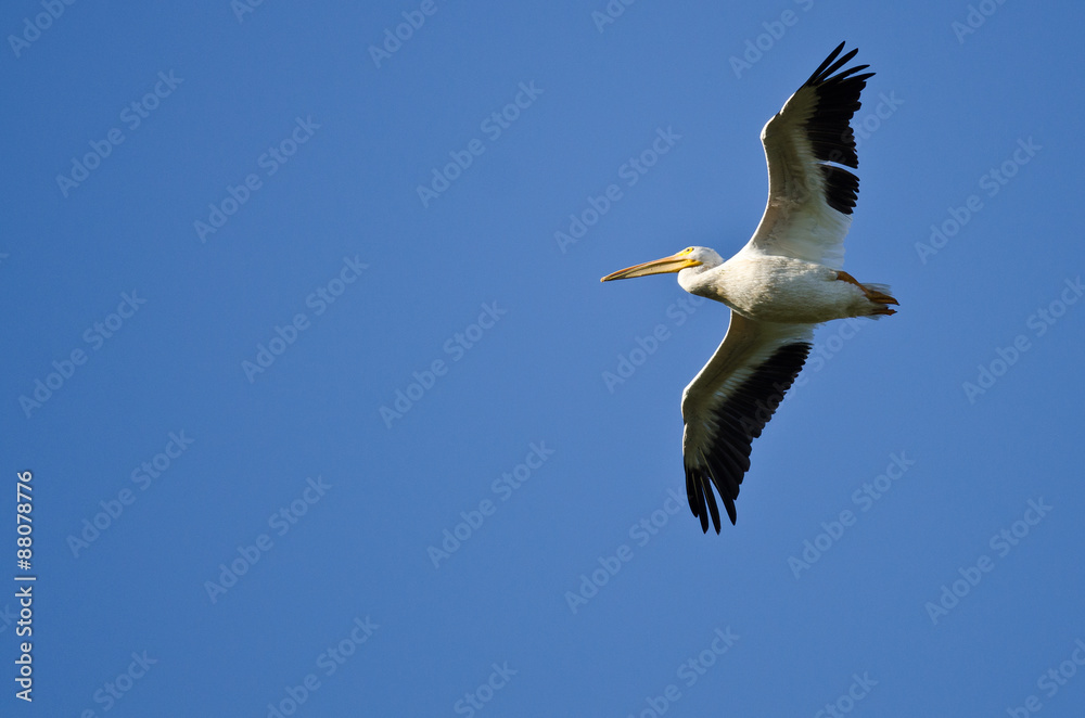 American White Pelican Flying in a Blue Sky American White Pelican Flying in a Blue Sky
