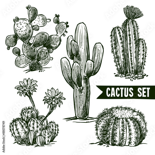 Cactus Sketch Set