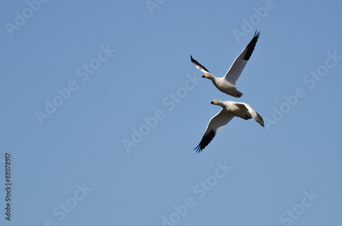 Pair of Snow Geese Flying in a Blue Sky