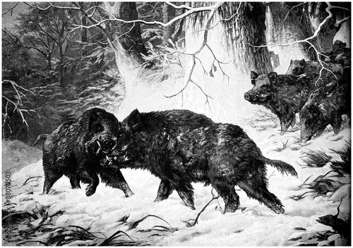 Quadro em tela Boars - Sangliers