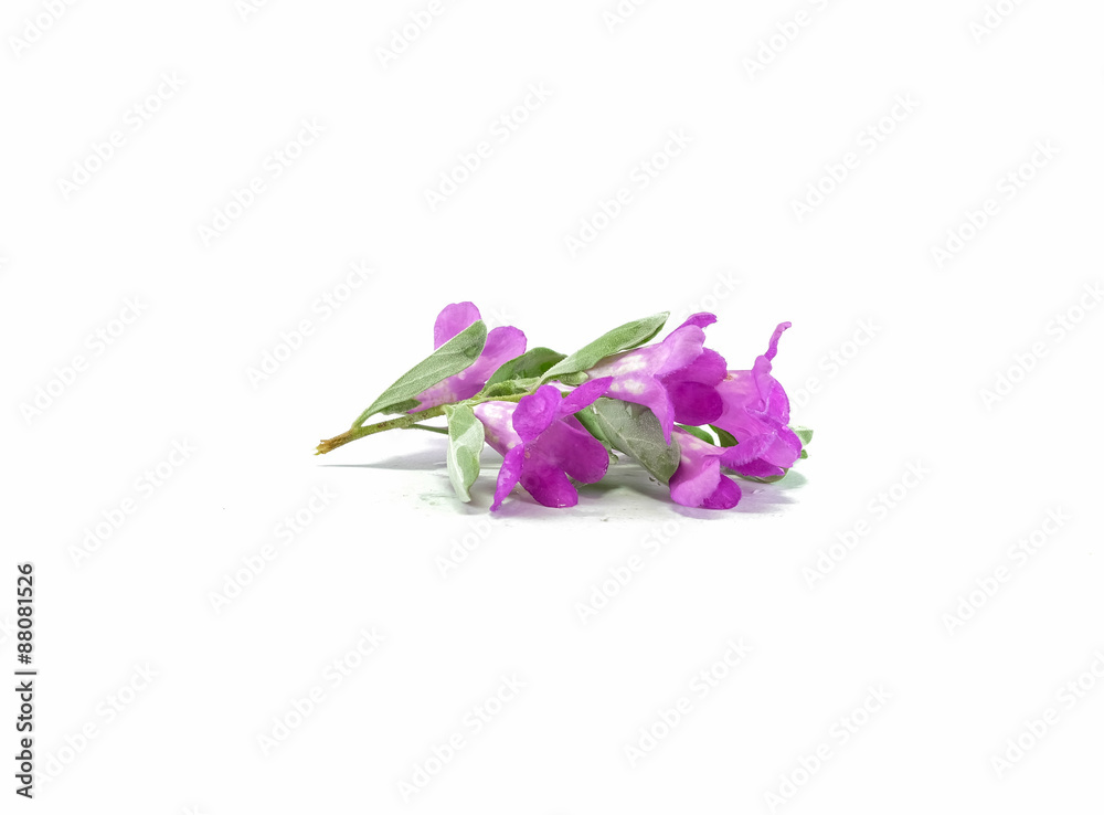 Purple flower isolated on white background Purple flower isolated on white background