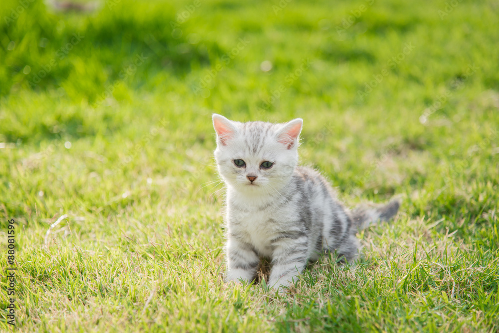 Close up cute American Shorthair kitten standing and looking on green grass