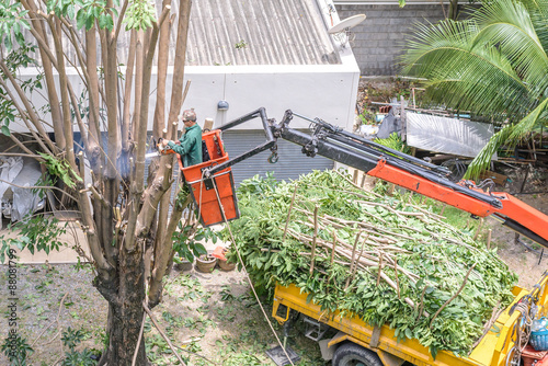 Gardener pruning a tree with chainsaw on crane.
