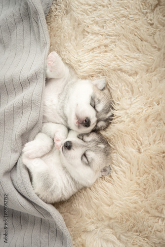 Fototapeta Naklejka Na Ścianę i Meble -  Two of siberian husky puppies sleeping