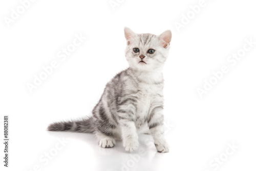 Cute American shorthair kitten sitting