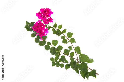Canvas Print Pink blooming bougainvilleas