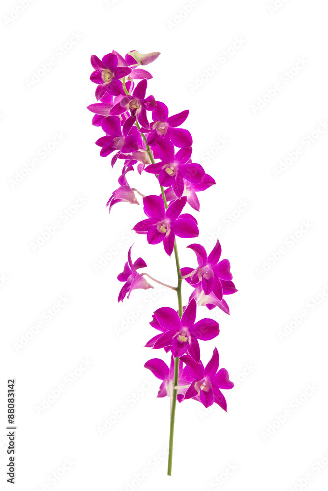Obraz premium Beautiful orchids on white background