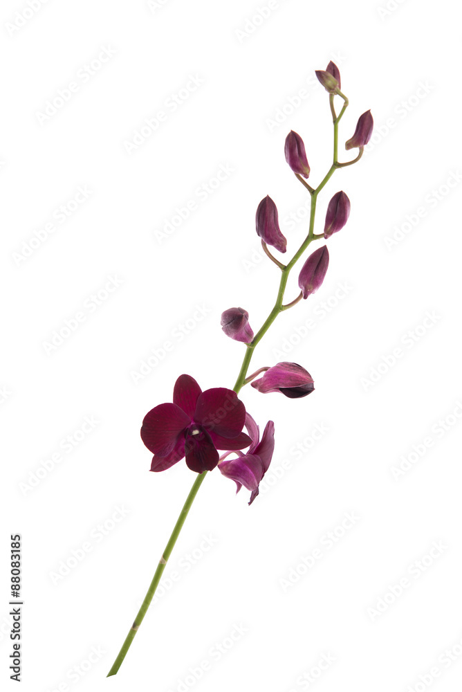 Beautiful orchids on white background Beautiful orchids on white background