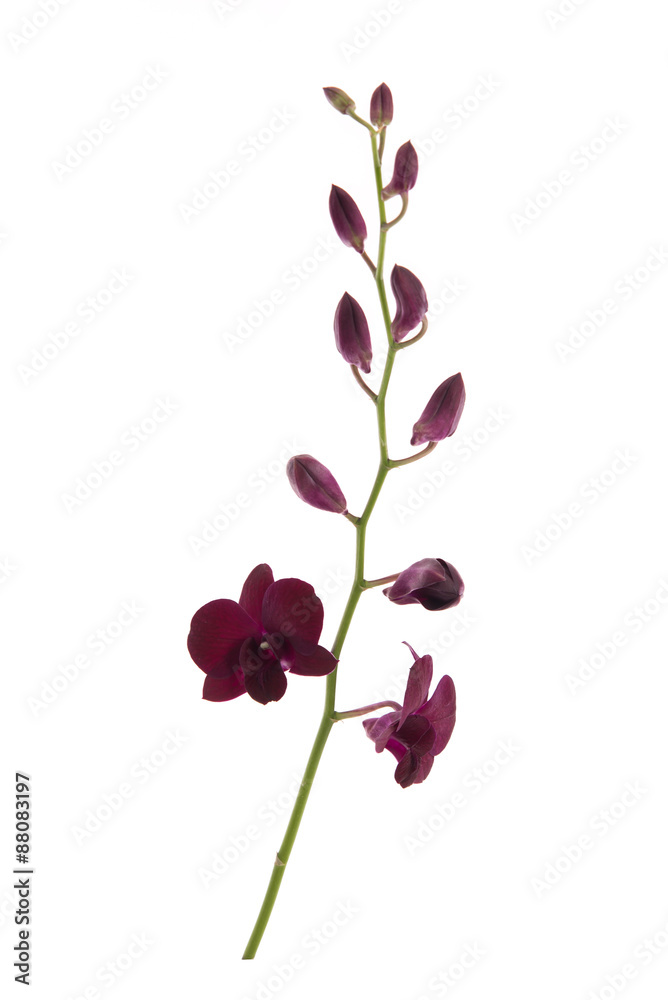 Beautiful orchids on white background Beautiful orchids on white background