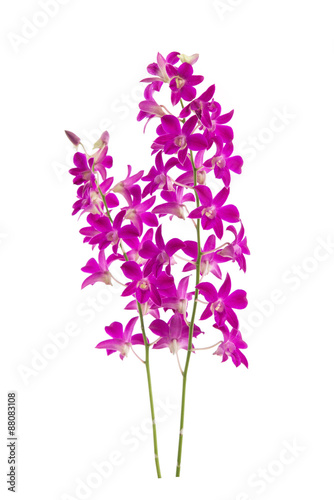Beautiful orchids on white background