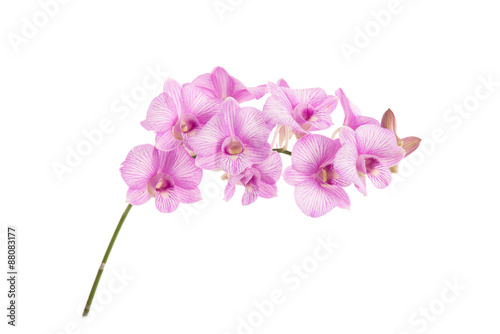 Fototapeta Naklejka Na Ścianę i Meble -  Beautiful orchids on white background