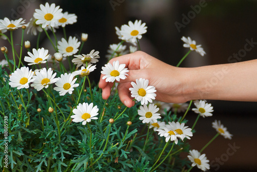 Image of the girl's hands, which undermines a white chamomile.