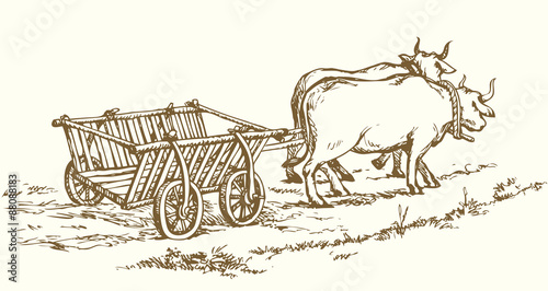 Empty cart drawn by oxen. Vector drawing