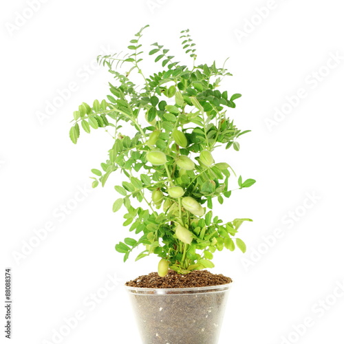 chickpeas green young plant with pod on pure white background