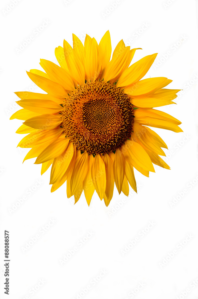 Sunflower isolated on a white background Sunflower isolated on a white background