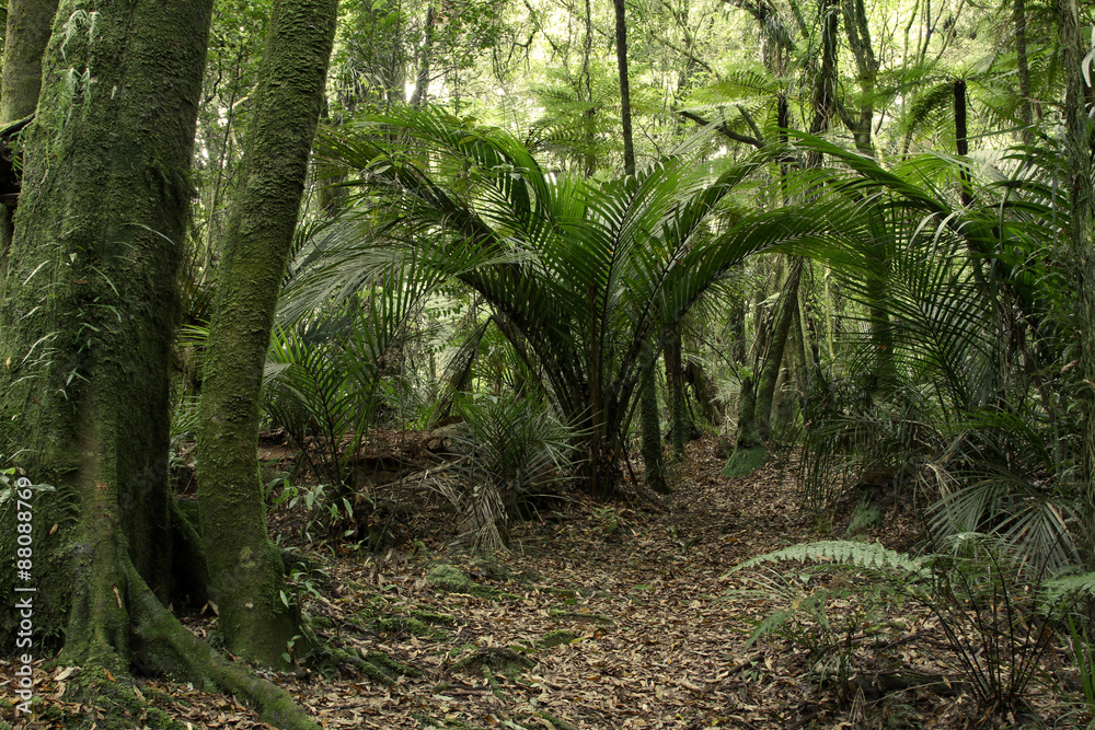 Fototapeta premium Jungle