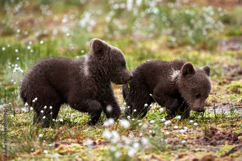 Brown bear cubs © lucaar
