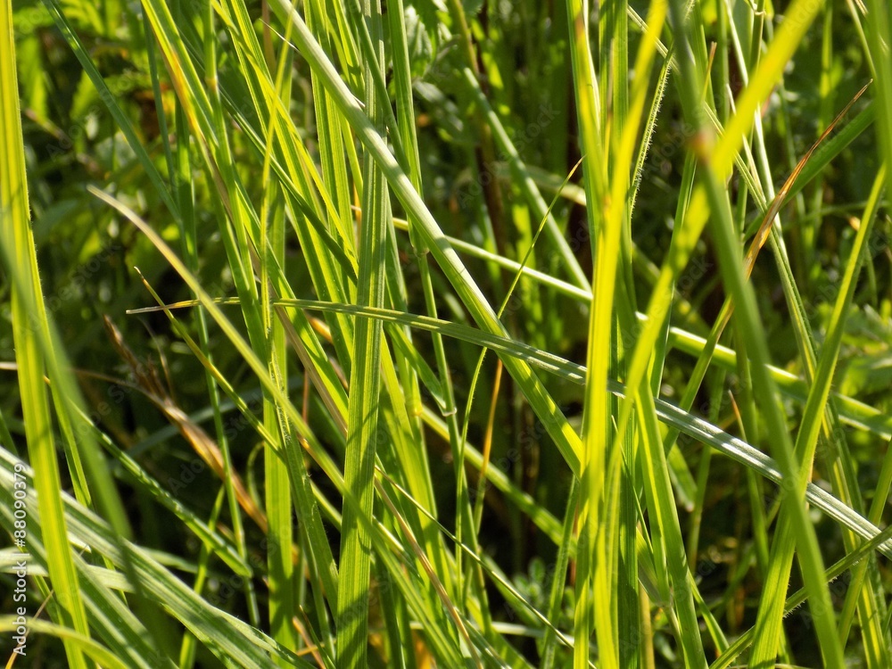 Fototapeta premium Grass
