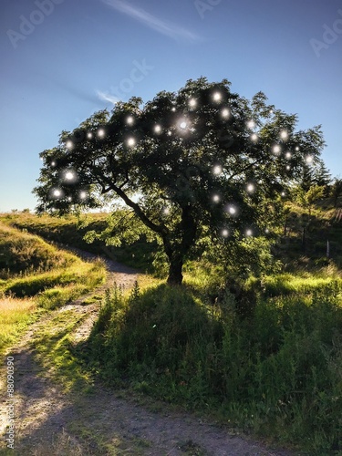 Fotografija Tree of Life