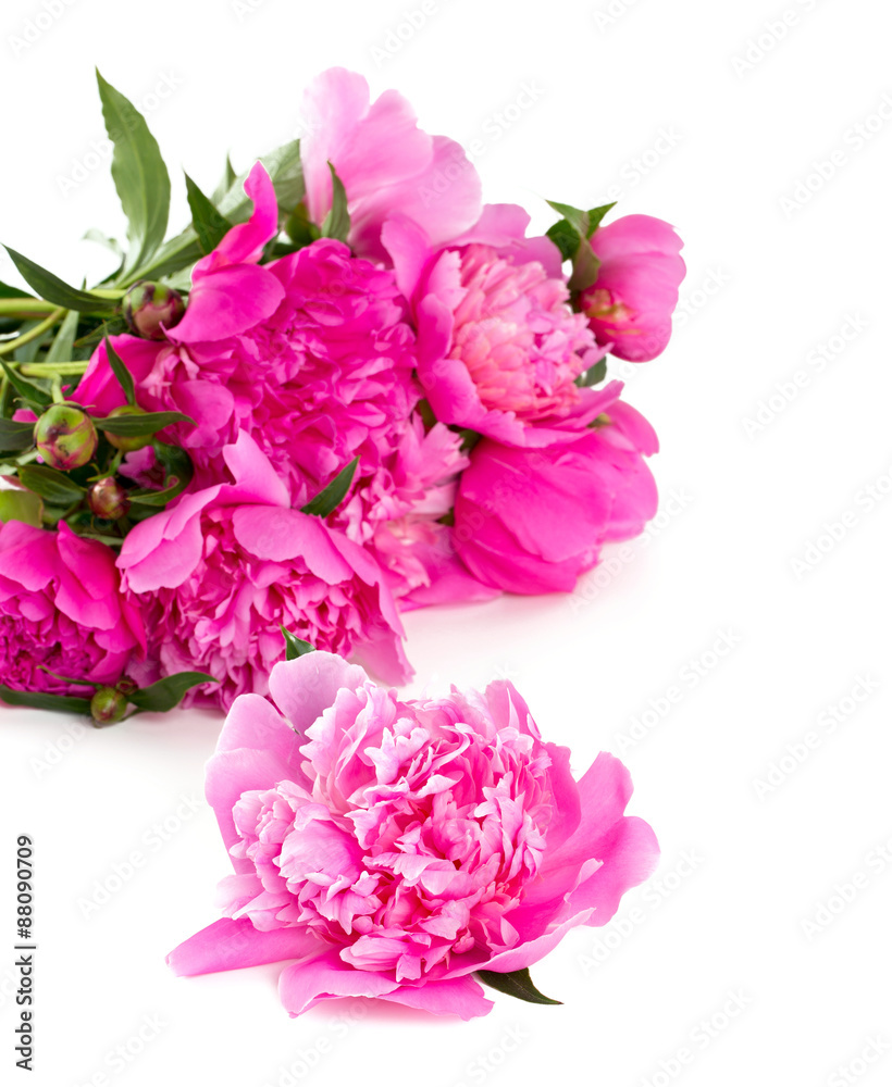 peonies isolated on white