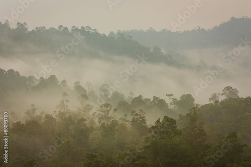 Mountain and Tropical Jungle under Mist