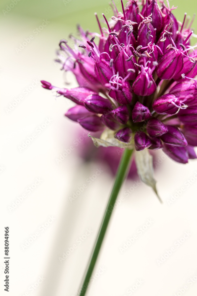 Drumstick Allium Flower Bloom Drumstick Allium Flower Bloom