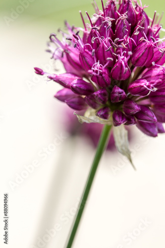 Fototapeta Naklejka Na Ścianę i Meble -  Drumstick Allium Flower Bloom