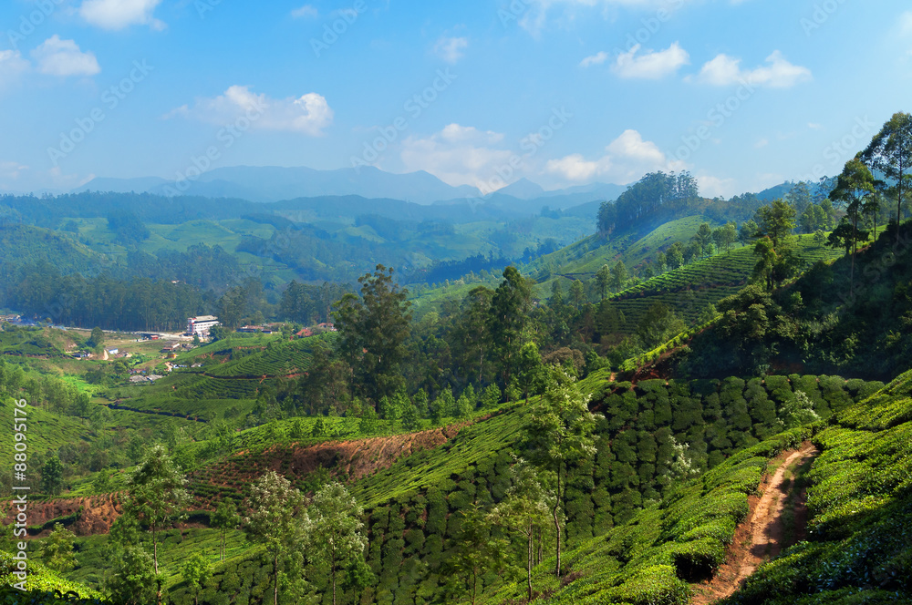 View of tea plantation valley in Munnar