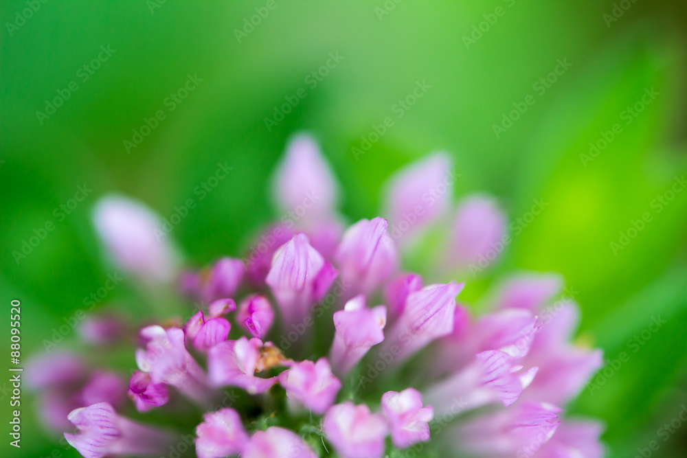Obraz premium Trifolium pratense Red Clover Flower