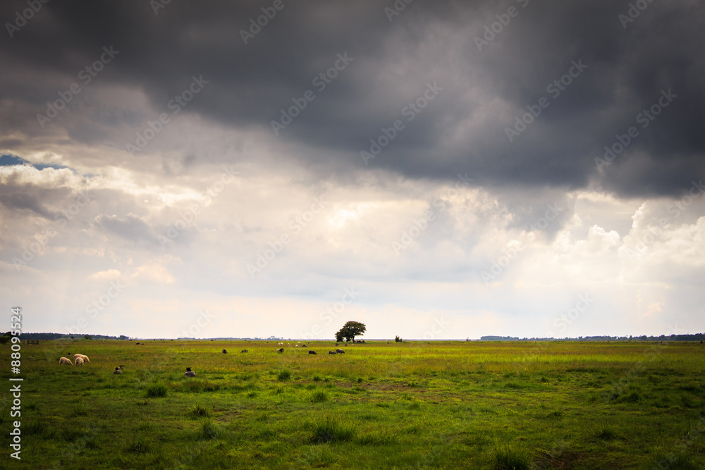 Loney tree landscape with green grass and dark grey sky with she Loney tree landscape with green grass and dark grey sky with she