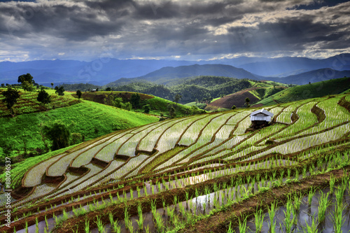 Visual arts rice terraces